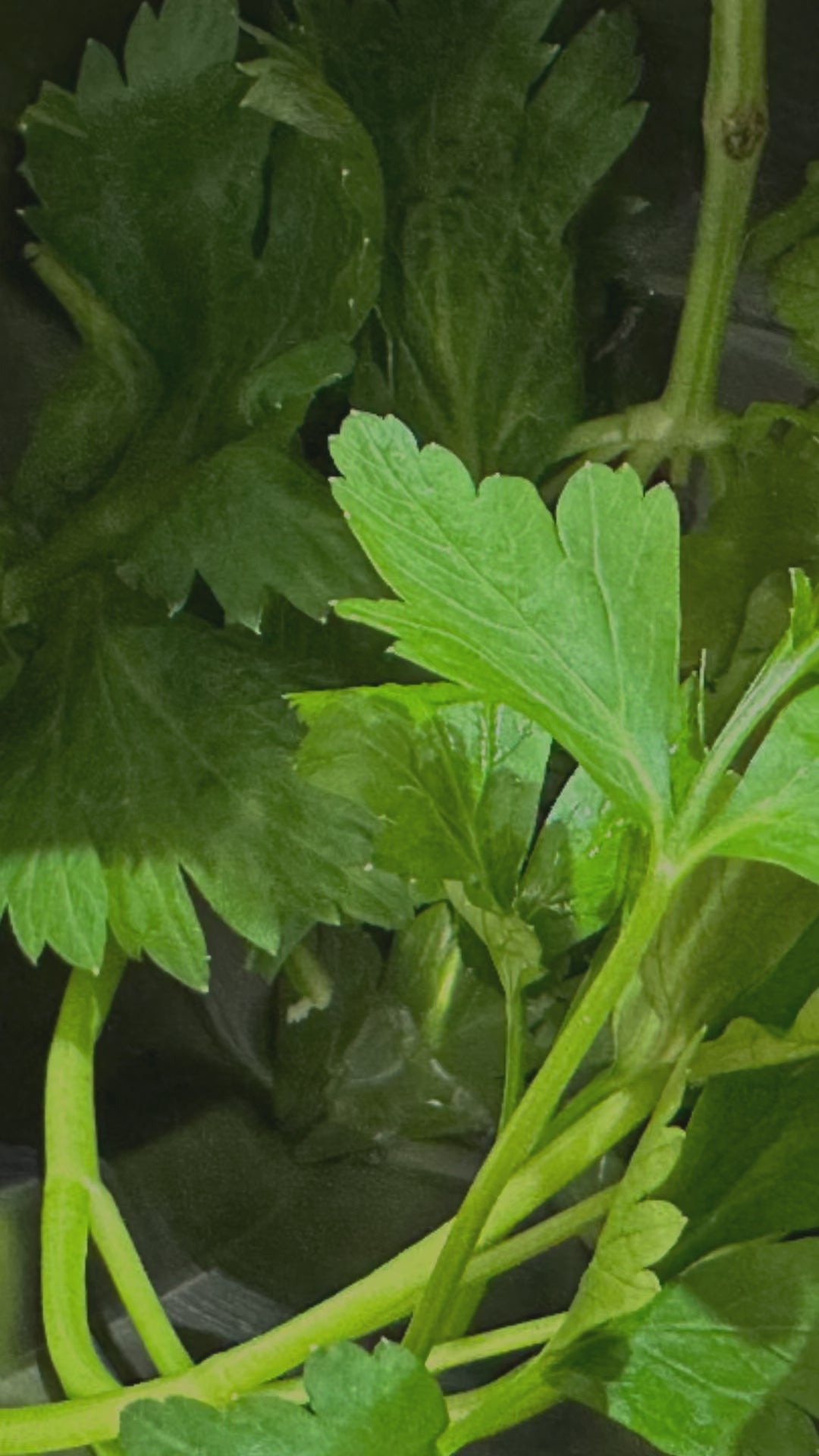 Carte Cadeau Chef à domicile - GetChef 🍊